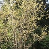 KIŞ TATLISI (CHİMONANTHUS PRAECOX) FİDANI