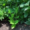 KIZILÇANAK (CALYCANTHUS FLORİDUS) FİDANI