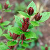 KIZILÇANAK ÇİÇEĞİ (CALYCANTHUS FLORİDUS) FİDANI