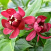 KIZILÇANAK ÇİÇEĞİ (CALYCANTHUS FLORİDUS) FİDANI