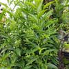 KOLONYA ÇİÇEĞİ (CESTRUM NOCTURNUM) FİDANI