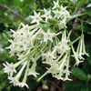 KOLONYA ÇİÇEĞİ (CESTRUM NOCTURNUM) FİDANI