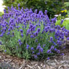LAVANTA (LAVANDULA ANGUSTİFOLİA) FİDANI