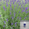 LAVANTA (LAVANDULA ANGUSTİFOLİA) FİDANI