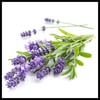 LAVANTA (LAVANDULA ANGUSTİFOLİA) FİDANI