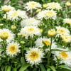 LEUCANTHEMUM SUPERBUM COCONUT