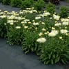 LEUCANTHEMUM SUPERBUM COCONUT