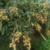 LONGAN FİDANI