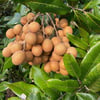 LONGAN FİDANI