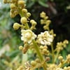 LONGAN FİDANI