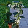 MADAGASCAR YASEMİNİ-STEPHATİS FLORİBUNDA FİDANI