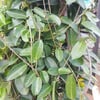 MADAGASCAR YASEMİNİ-STEPHATİS FLORİBUNDA FİDANI