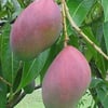 MANGO FİDANI