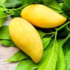 MANGO FİDANI