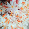 NYCTANTHES ARBOR TİRTİS (PARİJAT) FİDANI