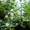 NYCTANTHES ARBOR TİRTİS (PARİJAT) FİDANI