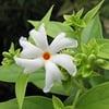 NYCTANTHES ARBOR TİRTİS (PARİJAT) FİDANI