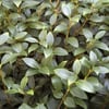 OSMANTHUS BURKWODİ  FİDANI