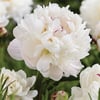 PAEONİA LACTİFLORA GARDENİA (ŞAKAYIK) FİDANI
