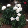 PAEONİA LACTİFLORA GARDENİA (ŞAKAYIK) FİDANI