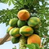 PAPAYA (CARİCA PAPAYA) FİDANI