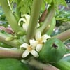 PAPAYA (CARİCA PAPAYA) FİDANI