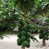 PAPAYA (CARİCA PAPAYA) FİDANI