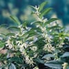 PARFÜM KUTUSU ÇİÇEĞİ (SARCOCOCCA CONFUSA) FİDANI