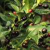 PARFÜM KUTUSU ÇİÇEĞİ (SARCOCOCCA CONFUSA) FİDANI