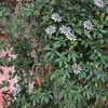 PASSİFLORA CAERULEA FİDANI