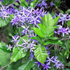 petrea-volubilis-fidanı
