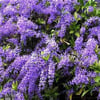 petrea-volubilis-fidanı