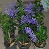 petrea-volubilis-fidanı