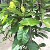 petrea-volubilis-fidanı