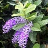 petrea-volubilis-fidanı