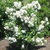 PHİLADELPHUS MİNNESOTA ''SNOWBELLE'' FİDANI