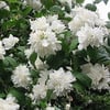 PHİLADELPHUS MİNNESOTA ''SNOWBELLE'' FİDANI