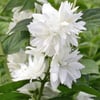 PHİLADELPHUS MİNNESOTA ''SNOWBELLE'' FİDANI