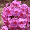 PHLOX PANİCULATA FİDANI