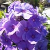 PHLOX PANİCULATA FİDANI