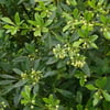 PİTTOSPORUM HETEROPHYLLUM FİDANI