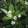 PİTTOSPORUM HETEROPHYLLUM FİDANI
