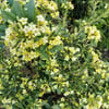 PİTTOSPORUM HETEROPHYLLUM FİDANI