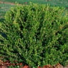 PİTTOSPORUM HETEROPHYLLUM FİDANI