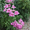 PODRANEA RİCASOLLİANA