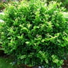 PORTAKAL YASEMİNİ (MURRAYA PANİCULATA) FİDANI