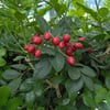 PORTAKAL YASEMİNİ (MURRAYA PANİCULATA) FİDANI