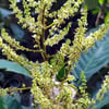 RAMBUTAN FİDANI
