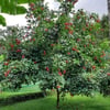RAMBUTAN FİDANI
