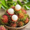 RAMBUTAN FİDANI